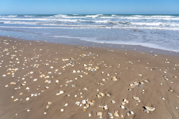 Seashells along the shoreline on South Padre Island